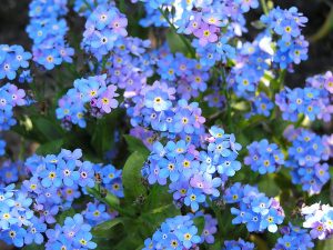 forget-me-nots